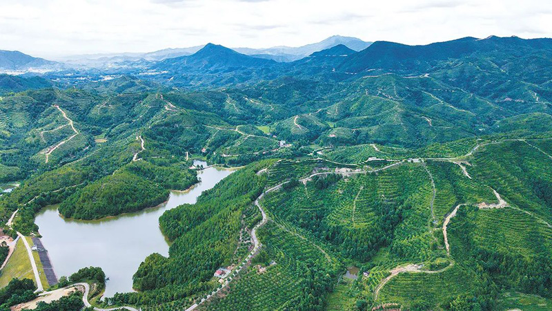 【中国绿色时报】赣州市:奔跑在油茶产业高质量发展路上的示范者(图1) 【中国绿色时报】赣州市:奔跑在油茶产业高质量发展路上的示范者(图1)