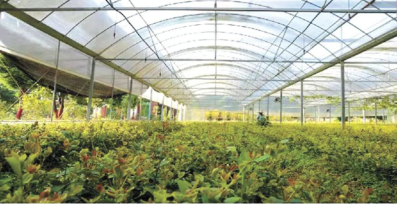 【中国绿色时报】赣州市:奔跑在油茶产业高质量发展路上的示范者(图3) 【中国绿色时报】赣州市:奔跑在油茶产业高质量发展路上的示范者(图3)