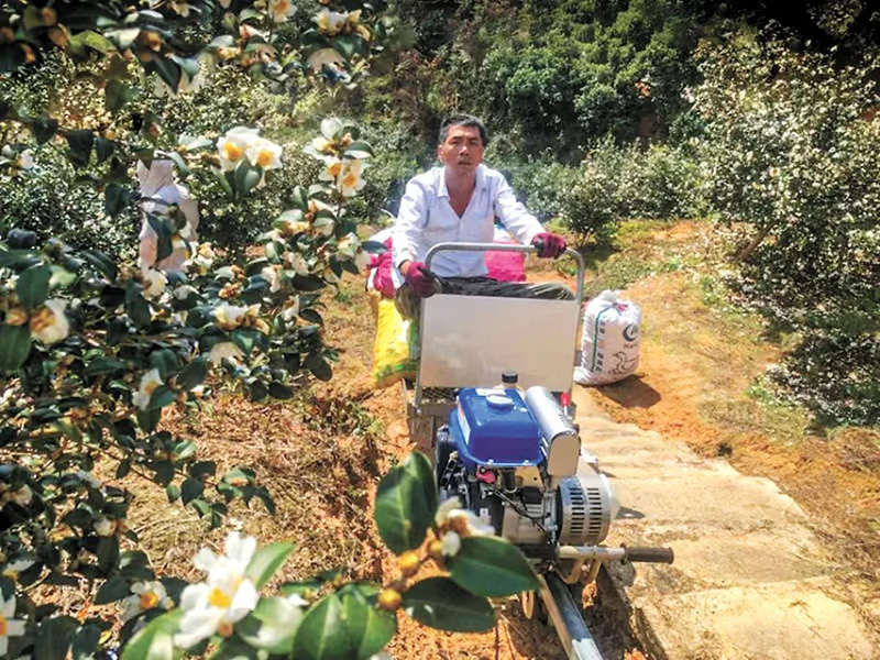 【中国绿色时报】赣州市:奔跑在油茶产业高质量发展路上的示范者(图4) 【中国绿色时报】赣州市:奔跑在油茶产业高质量发展路上的示范者(图4)